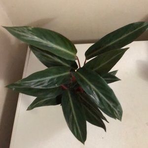 Rare Stromanthe Sanguinea Prayer Plant